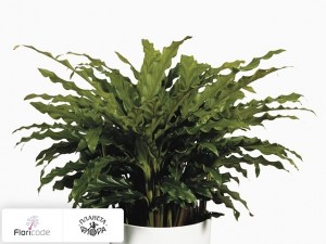 flori/kalateya-rufibarba-blue-grass8377