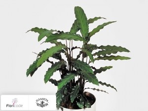 flori/kalateya-rufibarba-wavestar8366