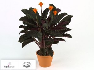flori/kalateya-shafrannaya-candela8391