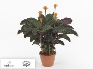 flori/kalateya-shafrannaya-tassminia8380