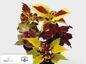 flori/koleus-blyuma-y8811