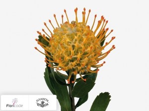 flori/leukospermum-drevovidnyy-goldie9142