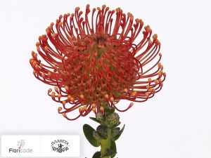 flori/leukospermum-serdcelistnyy-emily9132
