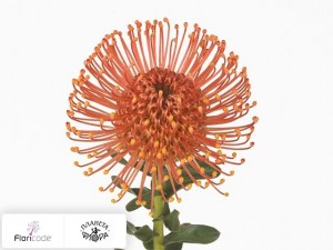 flori/leukospermum-serdcelistnyy-firedance9165