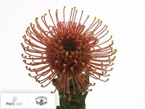 flori/leukospermum-serdcelistnyy-gold-dust9174