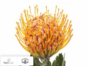 flori/leukospermum-serdcelistnyy-lava9170