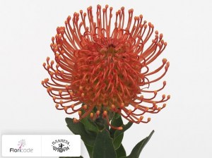 flori/leukospermum-serdcelistnyy-memory9127