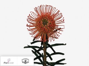 flori/leukospermum-serdcelistnyy-succession9143