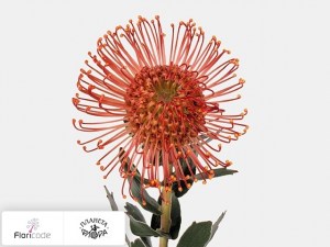 flori/leukospermum-serdcelistnyy-sunrise9145