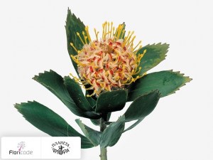 flori/leukospermum-serdcelistnyy-veldfire9146