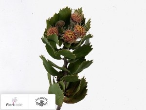 flori/leukospermum-winteri9153