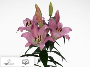 flori/liliya-ot-gibrid-tabledance9483