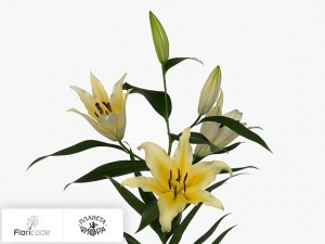 flori/liliya-ot-gibrid-tollo9629