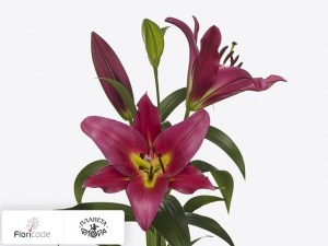 flori/liliya-ot-gibrid-touchstone9814