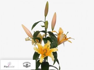 flori/liliya-ot-gibrid-valverde9568