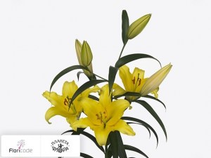 flori/liliya-ot-gibrid-vonq9779