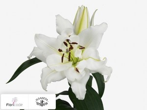 flori/liliya-ot-gibrid-white-eyes-dubbel9721