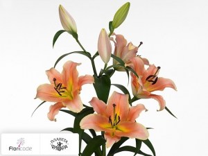 flori/liliya-ot-gibrid-zelmira9625