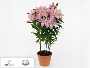 flori/liliya-vostochnaya-roselily-zara9706
