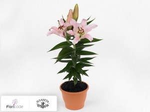 flori/liliya-vostochnaya-sunny-bonaire9374