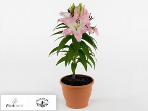 flori/liliya-vostochnaya-sunny-borneo9280
