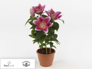 flori/liliya-vostochnaya-sunny-robyn9820