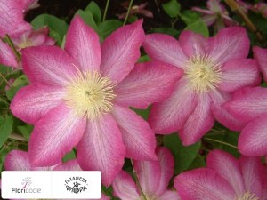flori/lomonos-raskidistyy-asao10156
