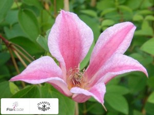 flori/lomonos-teksensis-duchess-of-albany10154
