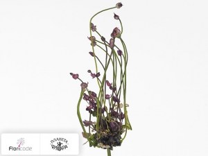 flori/luk-scorodoprasum-art10185