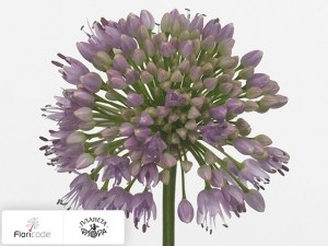 flori/luk-senescens-brensi10191