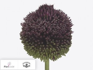 flori/luk-sphaerocephalon-amit10202