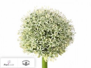 flori/luk-stipitatum-white-giant10216
