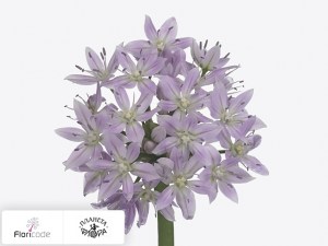 flori/luk-unifolium-eros10203