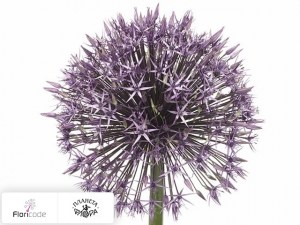 flori/luk-universe10236