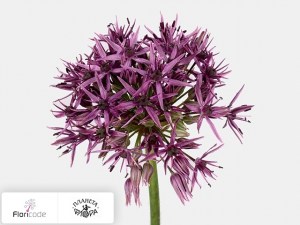 flori/luk-violet-beauty10211