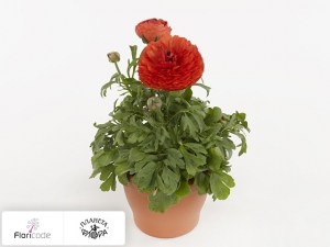 flori/lyutik-aziatskiy-sprinkles-dwarf-orange13159