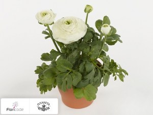 flori/lyutik-aziatskiy-sprinkles-dwarf-white13152