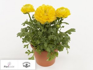 flori/lyutik-aziatskiy-sprinkles-dwarf-yellow13160