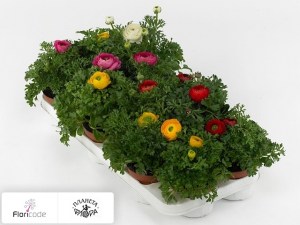 flori/lyutik-aziatskiy-sprinkles-gemengd13270