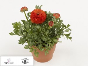 flori/lyutik-aziatskiy-sprinkles-orange13157
