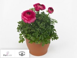flori/lyutik-aziatskiy-sprinkles-pink13269