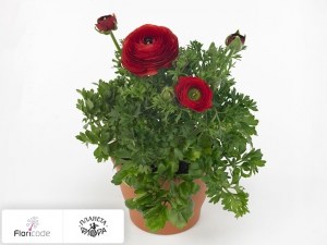 flori/lyutik-aziatskiy-sprinkles-red13268