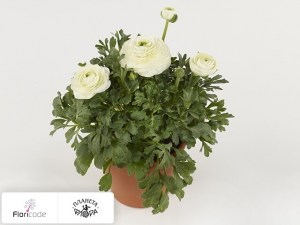 flori/lyutik-aziatskiy-sprinkles-white13155