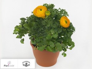 flori/lyutik-aziatskiy-sprinkles-yellow13267
