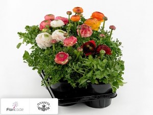 flori/lyutik-aziatskiy-success-xxl-gemengd13280