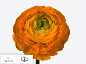 flori/lyutik-ranobelle-inra-donkergeel13336