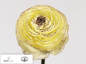 flori/lyutik-ranobelle-inra-picotee-wit13337