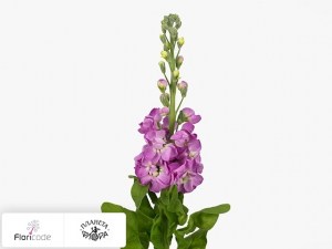 flori/mattiola-sedaya-phantom-rose10307