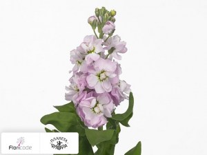 flori/mattiola-sedaya-phantom-softpink10305