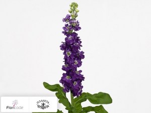 flori/mattiola-sedaya-phantom-violet10302